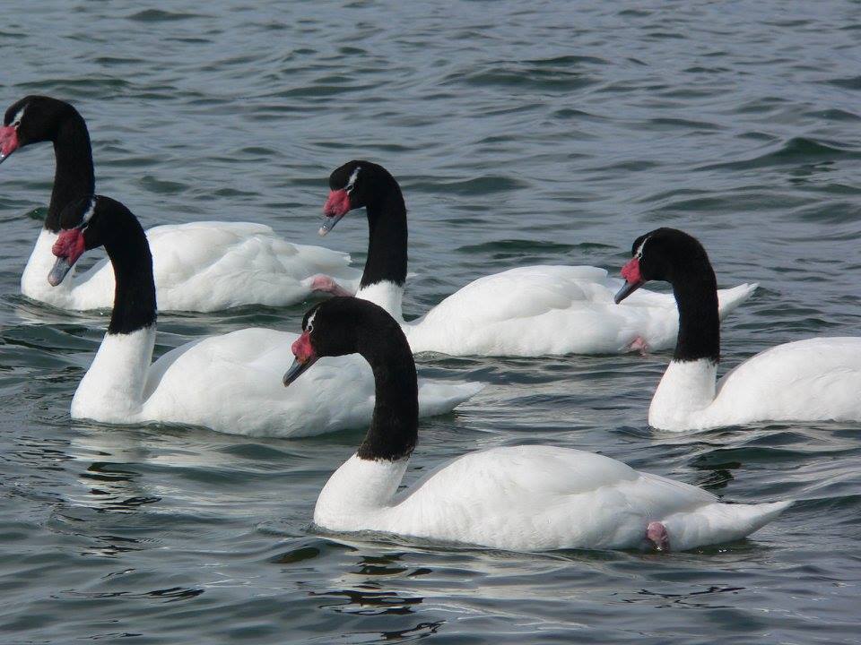 Black-necked Swans in Straight of Magellan – Travel2Unlimited