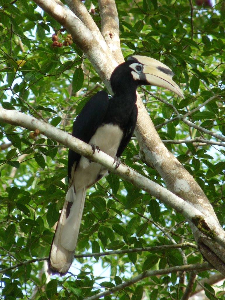 Malaysia: Kinabatangan Wildlife Preserve – Travel2Unlimited