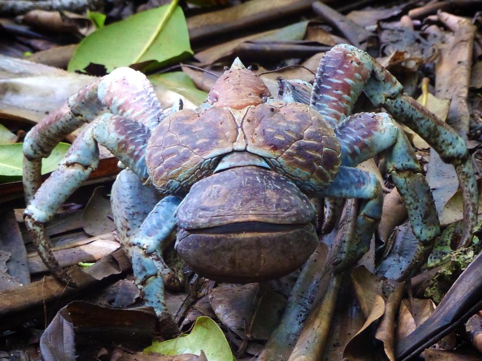 Christmas Island: Coconut Crabs – travel2unlimited