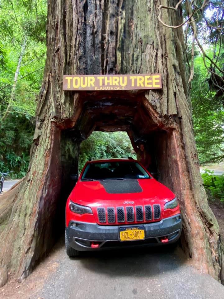 USA/CA: Drive-thru Tree at Klamath