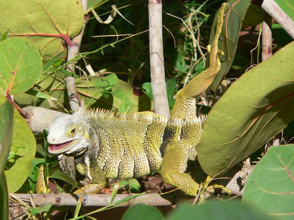 Puerto Rico: Green Iguana – Travel2Unlimited
