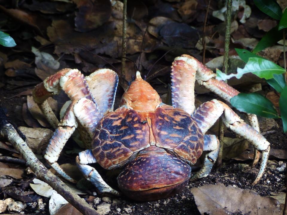 Christmas Island: Coconut Crabs – Travel2Unlimited