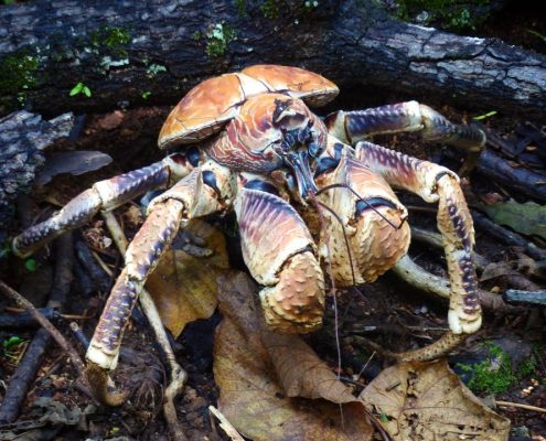 Christmas Island: Coconut Crabs – Travel2Unlimited