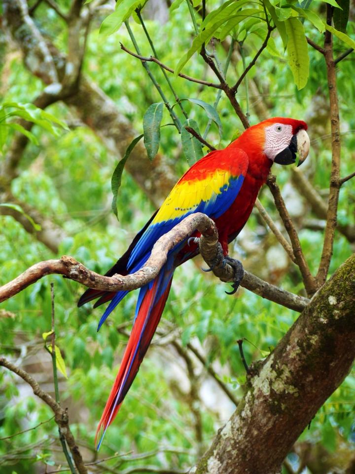Honduras: Scarlet Macaws – Travel2Unlimited