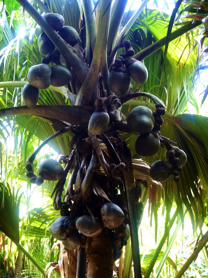 Seychelles: Praslin – Coco de Mer Palm – Travel2Unlimited