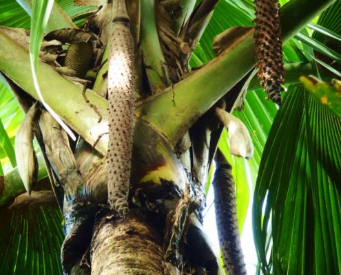 Seychelles: Praslin – Coco de Mer Palm – Travel2Unlimited