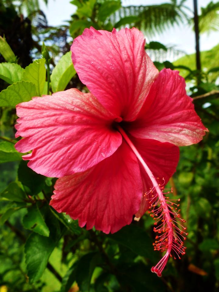 Samoa: Tropical Flora of Samoa – Travel2Unlimited