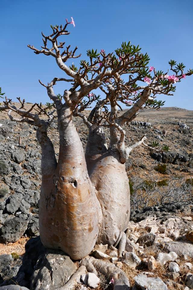 File:Bottle Tree, Socotra Island (10958518454).jpg – Travel guide at  Wikivoyage