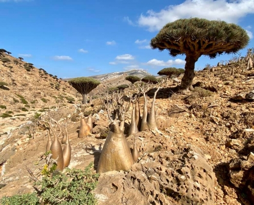 Socotra: Homhill Protected Area – Travel2Unlimited