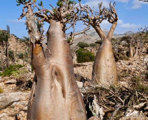 Socotra: Flora of Socotra – Travel2Unlimited
