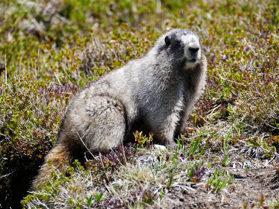 USA/WA: Mount Rainier NP – Hoary Marmots – Travel2Unlimited